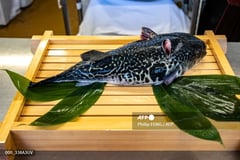 Puffed up with pride: Japanese 10-year-old passes deadly fish test
